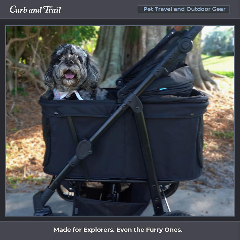 Cockapoo sitting in a Zoosky pet stroller, black.