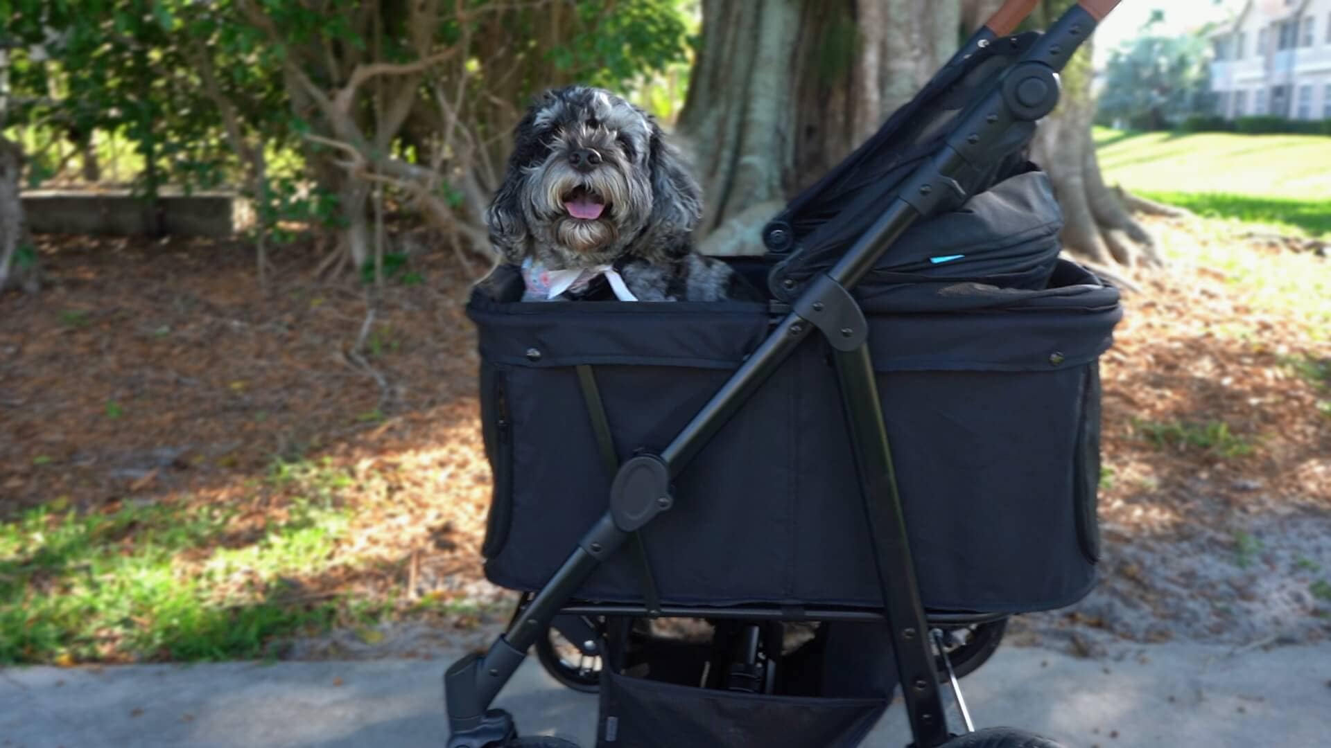 Cockapoo in a Zoosky pet stroller.