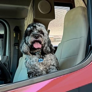 Dog in driver's seat of RV