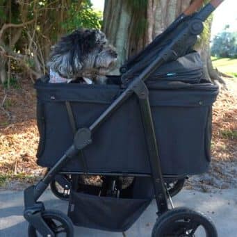 Dog in Pet Stroller